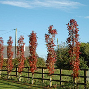 Sorbus 'Flanrock' 12-14 HO draadkluit