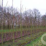Sorbus hybrida 'Gibbsii' 12-14 HO draadkluit