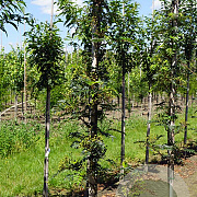 Sorbus 'Joseph Rock' 8-10 HO draadkluit