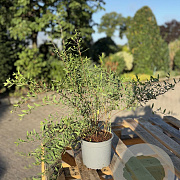 Spiraea cinerea 'Grefsheim' 40-60 cm 2,0L