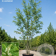 Styphnolobium j. 'Fleright' 150-175 cm 40L meerstammig