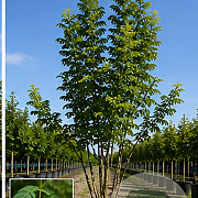 Styphnolobium j. Princeton Upright 150-175 cm 40L meerstammig