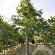 Styphnolobium j. 'Regent' 40-45 HO draadkluit 250 cm stam