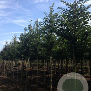 Styrax japonicus 14-16 HO draadkluit