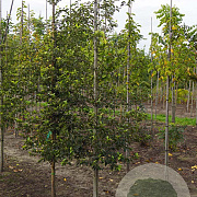 Styrax japonicus 14-16 HO draadkluit geveerd