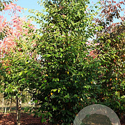 Sycoparrotia semidecidua 14-16 HO draadkluit geveerd