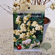 Symphoricarpos Magical Galaxy 30-40 cm 2,5L