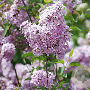 Syringa chinensis 'Lilac Sunday' 175-200 cm draadkluit struik op Stam