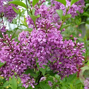 Syringa chinensis 'Saugeana' 175-200 cm draadkluit struik op Stam