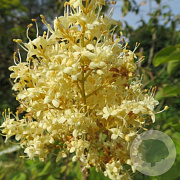 Syringa pekin. 'Yellow Fragrance' 500-550 cm draadkluit struik