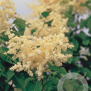 Syringa reticulata 10-12 HO draadkluit