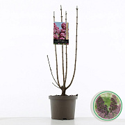 Syringa v. Ludwig Spaeth 60-80 cm 5,0L 3-5 tak