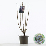 Syringa v. 'Michel Buchner' 60-80 cm 5,0L 3-5 tak