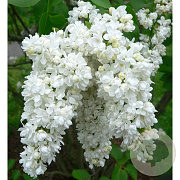Syringa v. 'Miss Ellen Willmott' 60-80 cm 10L