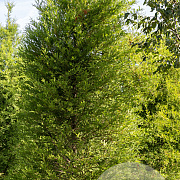Taxodium distichum 12-14 HO draadkluit geveerd