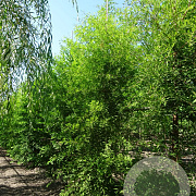 Taxodium distichum 20-25 HO draadkluit geveerd