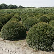Taxus baccata 120-130 cm draadkluit bol