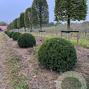 Taxus baccata 130-140 cm draadkluit bol