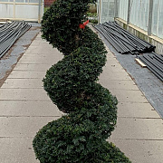 Taxus baccata 190-200 cm cont. 65L spiraal