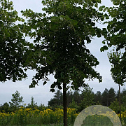 Tilia americana 'Moltkei' 20-25 HO draadkluit