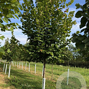 Tilia americana 'Nova' 35-40 HO draadkluit 250 cm stam