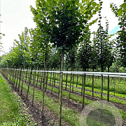 Tilia cordata 6-8 HO draadkluit