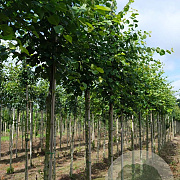 Tilia cordata 'Roelvo' 6-8 HO draadkluit