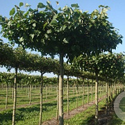 Tilia europaea 'Pallida' 14-16 HO draadkluit dakvorm 240 cm stam