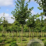 Tilia europaea 'Zwarte Linde' 6-8 HO draadkluit