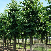 Tilia flavescens 'Glenleven' 35-40 HO draadkluit 250 cm stam
