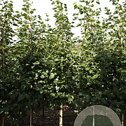 Tilia mongolica 'Buda' 10-12 HO draadkluit