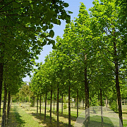 Tilia plat. 'Örebro' 25-30 HO draadkluit 250 cm stam