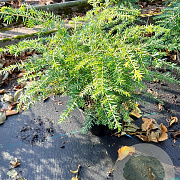 Tsuga canadensis 25-30 cm 2,0L