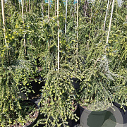 Tsuga can. 'Cole's Prostrate' 50-60 cm 5,0L