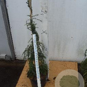 Tsuga can. 'Cole's Prostrate' 60-80 cm 5,0L