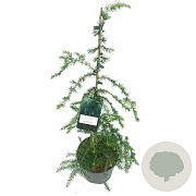 Tsuga can. 'Pendula' 80-100 cm 5,0L