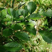 Ulmus japonica 20-25 HO draadkluit