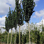 Ulmus glabra 'Exoniensis' 25-30 HO draadkluit 250 cm stam