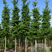 Ulmus Lutece 25-30 HO draadkluit