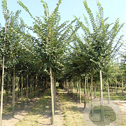 Ulmus Lutece 30-35 HO draadkluit 250 cm stam