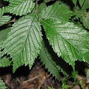 Ulmus minor 'Cloud Corky' 20-25 HO draadkluit