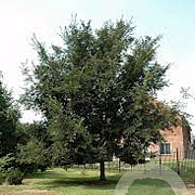 Ulmus 'Patriot' 25-30 HO draadkluit
