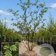 Ulmus pumila 700-800 cm draadkluit meerstammig