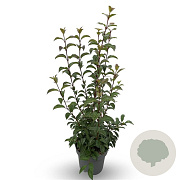 Viburnum bodn. 'Charles Lamont' 60-80 cm 10L