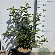 Viburnum bodn. 'Charles Lamont' 60-80 cm 10L