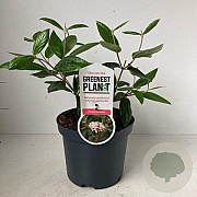 Viburnum burkwoodii 40-50 cm 3,0L
