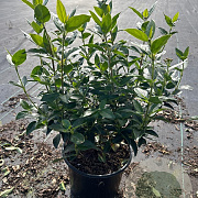 Viburnum tinus 20-25 cm 3,0L