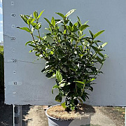 Viburnum tinus 25-30 cm 3,0L