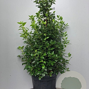 Viburnum tin. 'Eve Price' 80-100 cm 40L