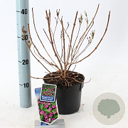Weigela florida 'Brigela' 20-25 cm 2,0L